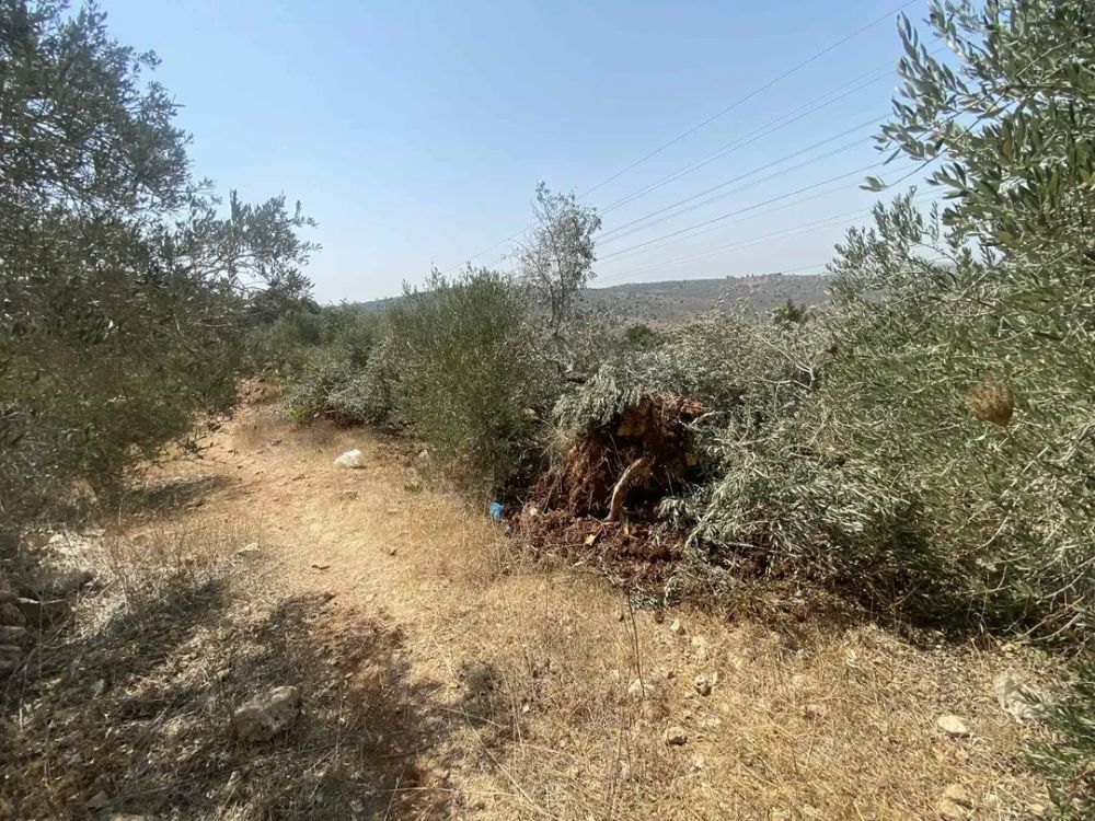 עצי זית עקורים.