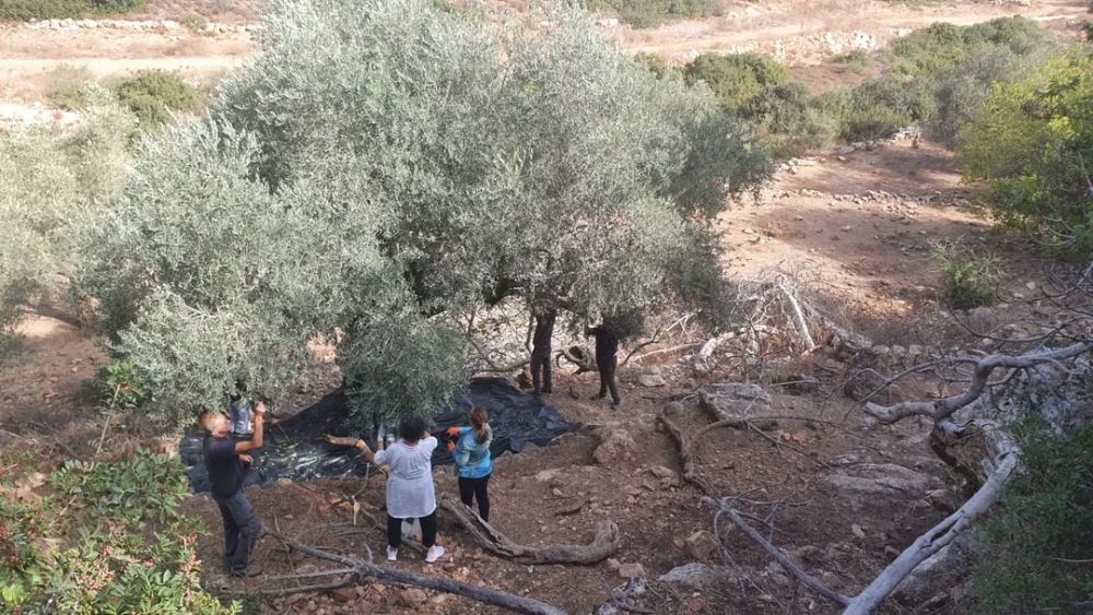 מסיק משותף במבט מלמעלה.