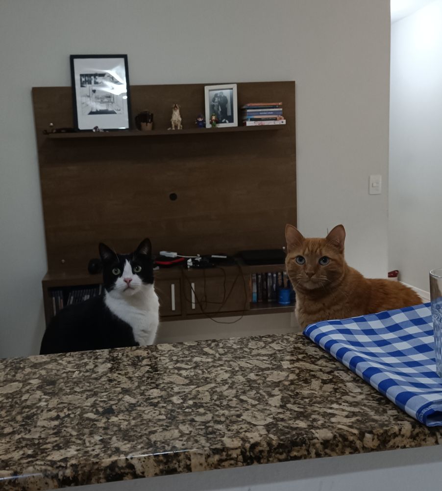Um gato frajola e um gato laranja estão sentados em banquetas atrás de um balcão de cozinha, olhando pra câmera. 