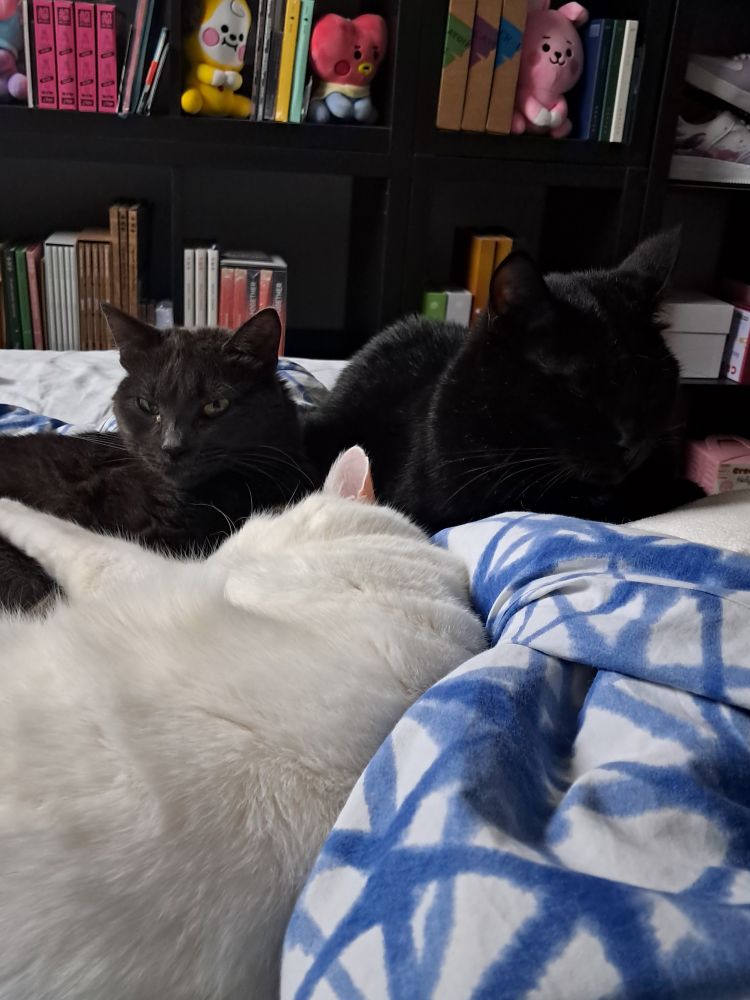 My 3 cats sleeping together in my bed. Athena is gray, Dionysus is black and Vancûra is white. 