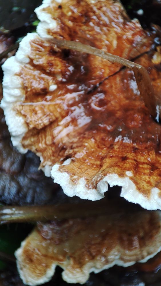 A macro photo of a wet mushroom. The sides are frilly. The color varies from white to dark brown.