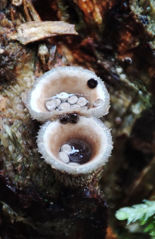 A macro photo of mushrooms shaped like cups. Small tiny mushrooms are growing in the cup part. 