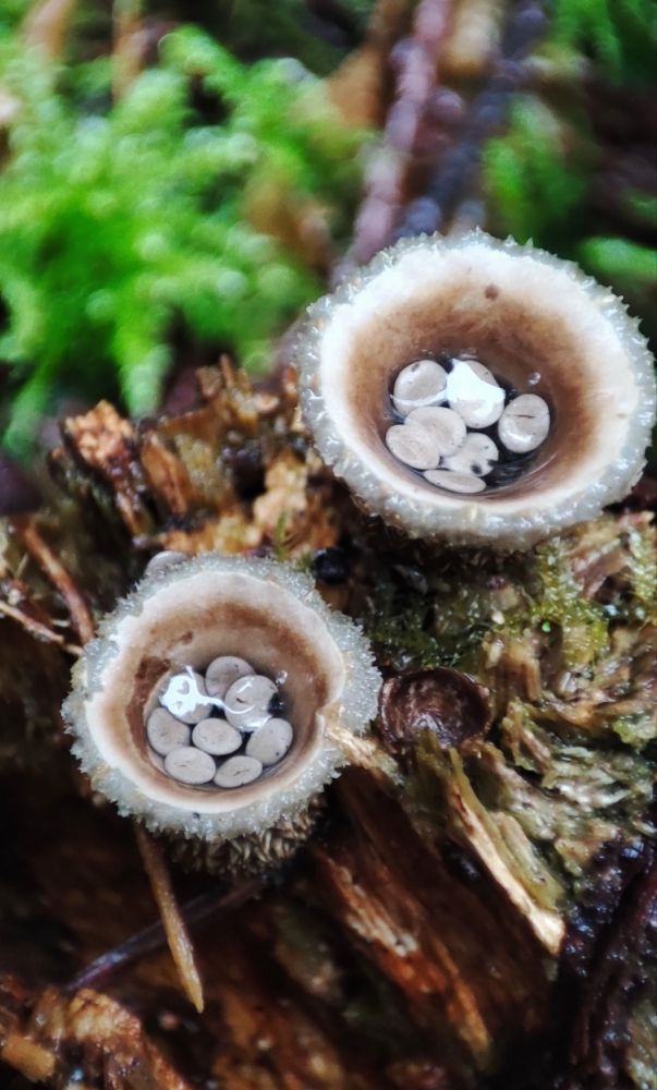 A macro photo of mushrooms shaped like cups. Small tiny mushrooms are growing in the cup part, underwater. 