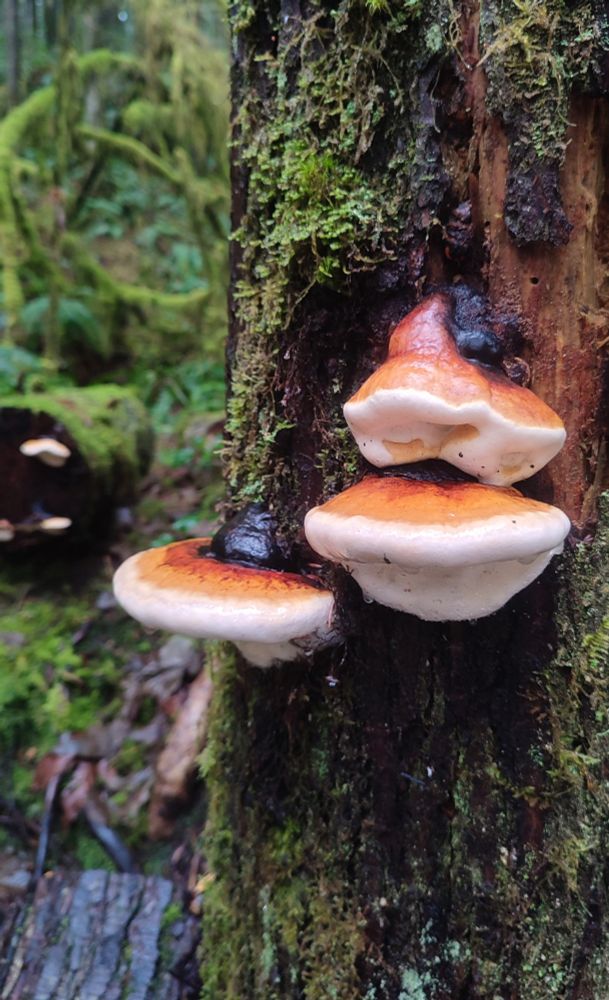 A photo of mushrooms growing on a living mossy tree. They look soft and round. The color varies from white to light brown.