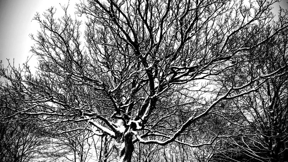 Trees without leaves covered in snow 