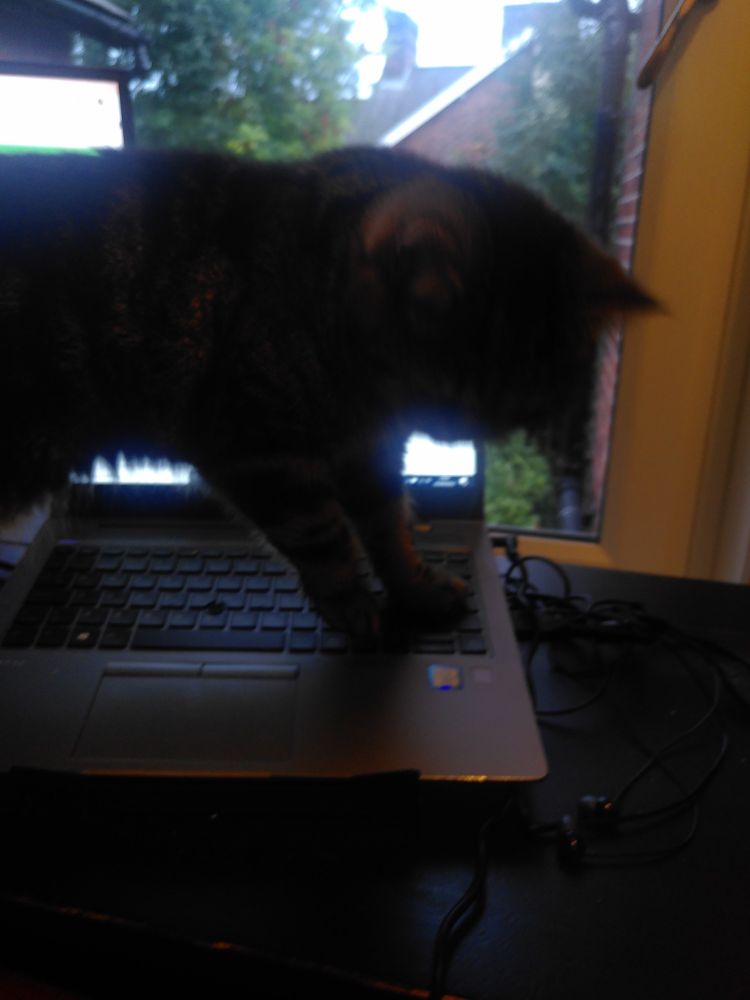 A cat stood on a laptop