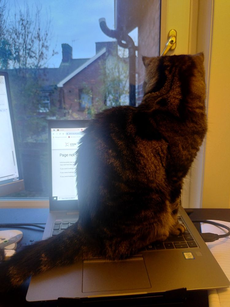 Cat sat on my laptop