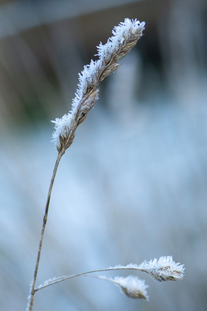 Closer view if the frost