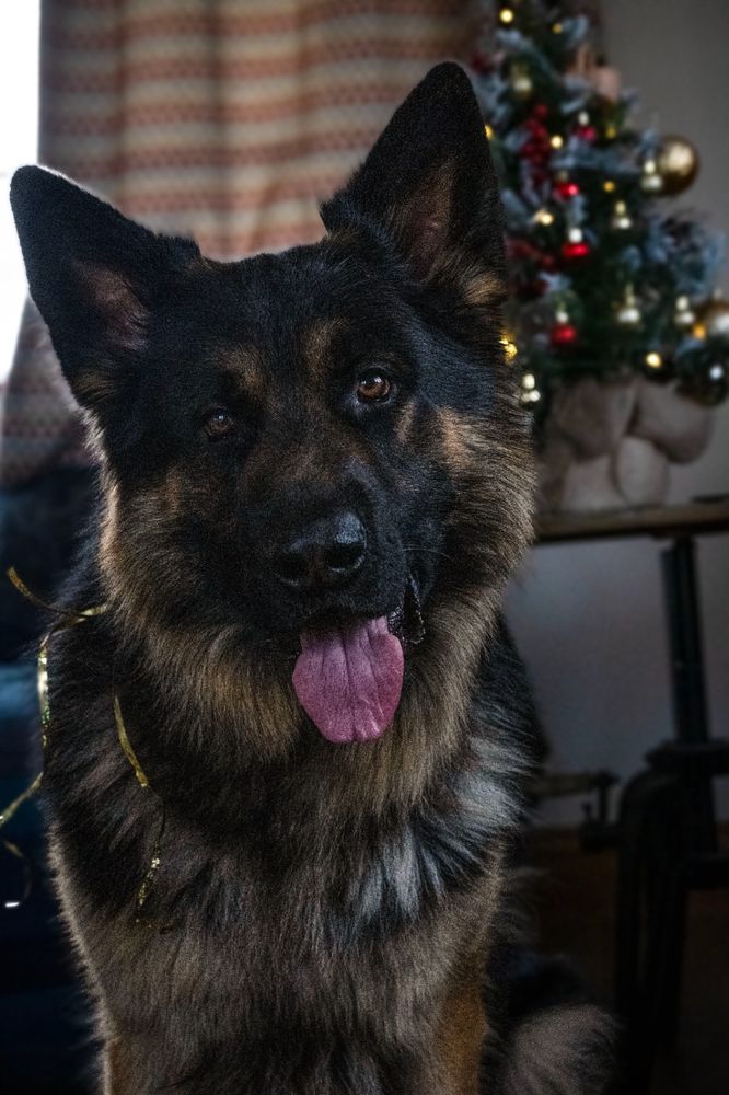 A German shepherd dog with his tongue out
