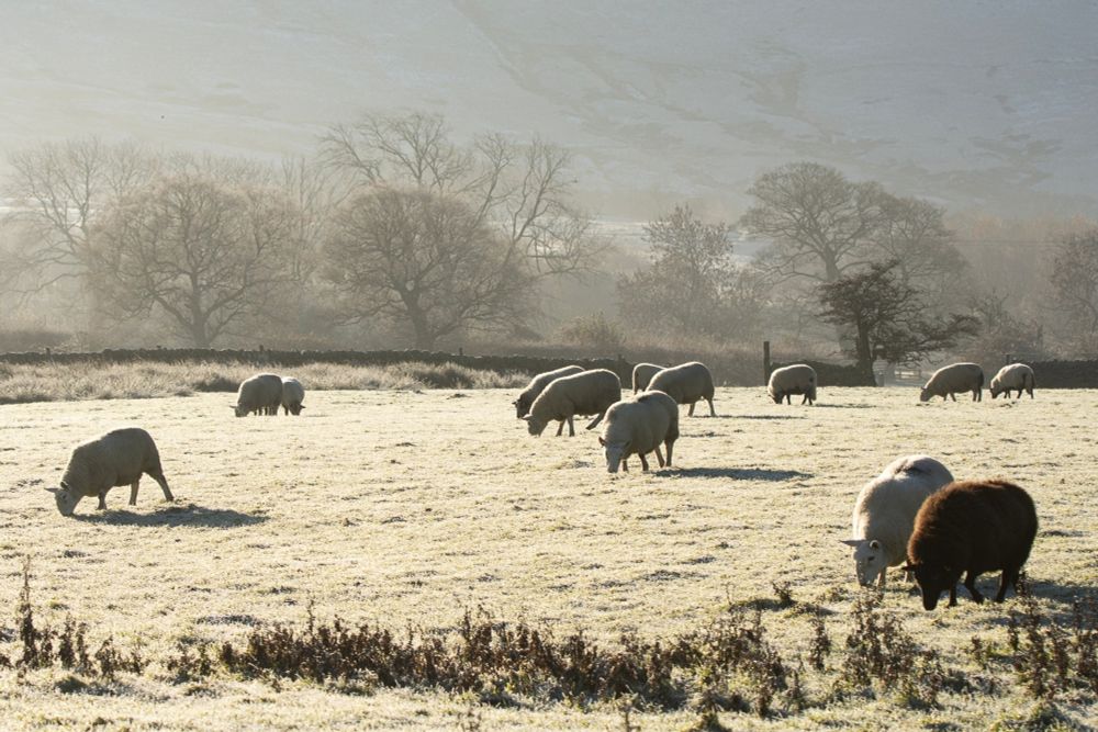 Sheep in a frosty field
