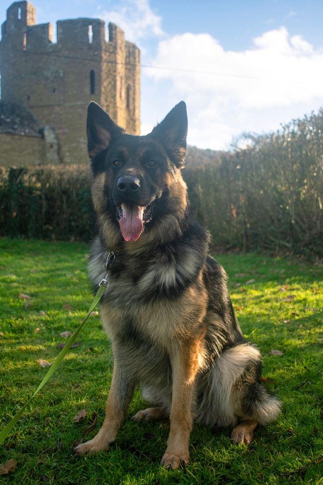 A German shepherd sat on grass with part of Stokesay castle in the background