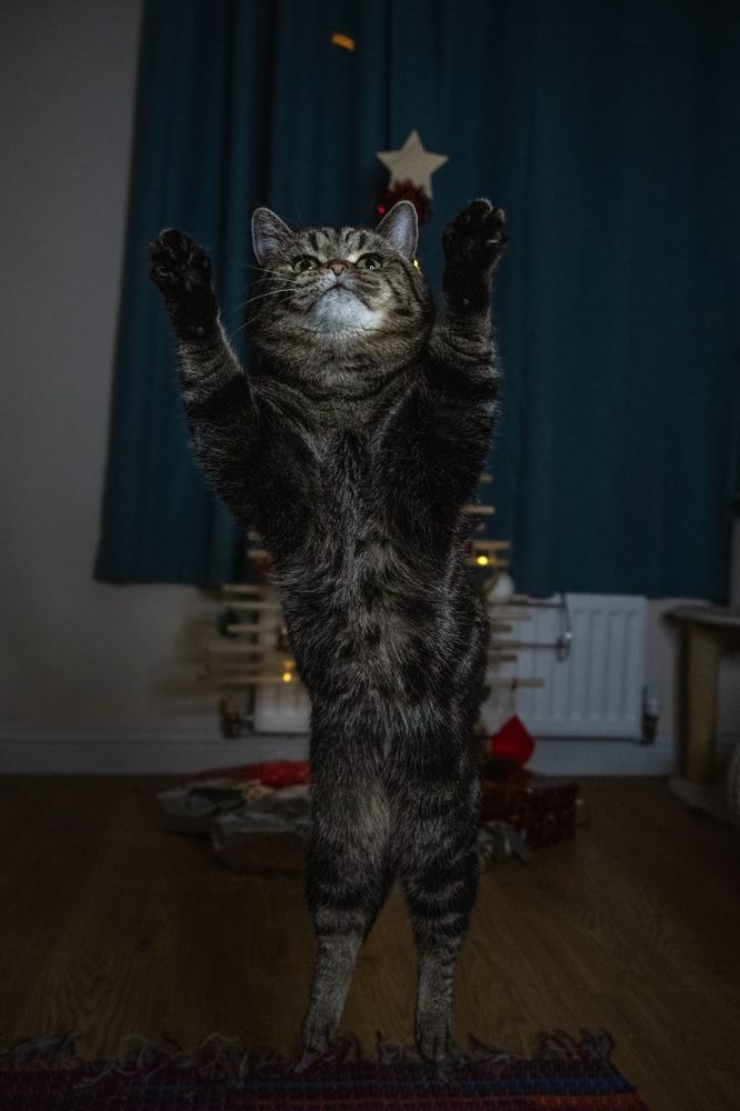 A tabby cat jumping up