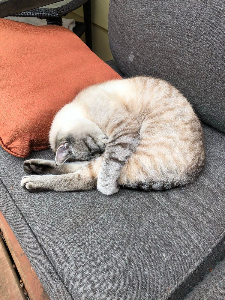 My Lynx Point Siamese cat with summer coat.