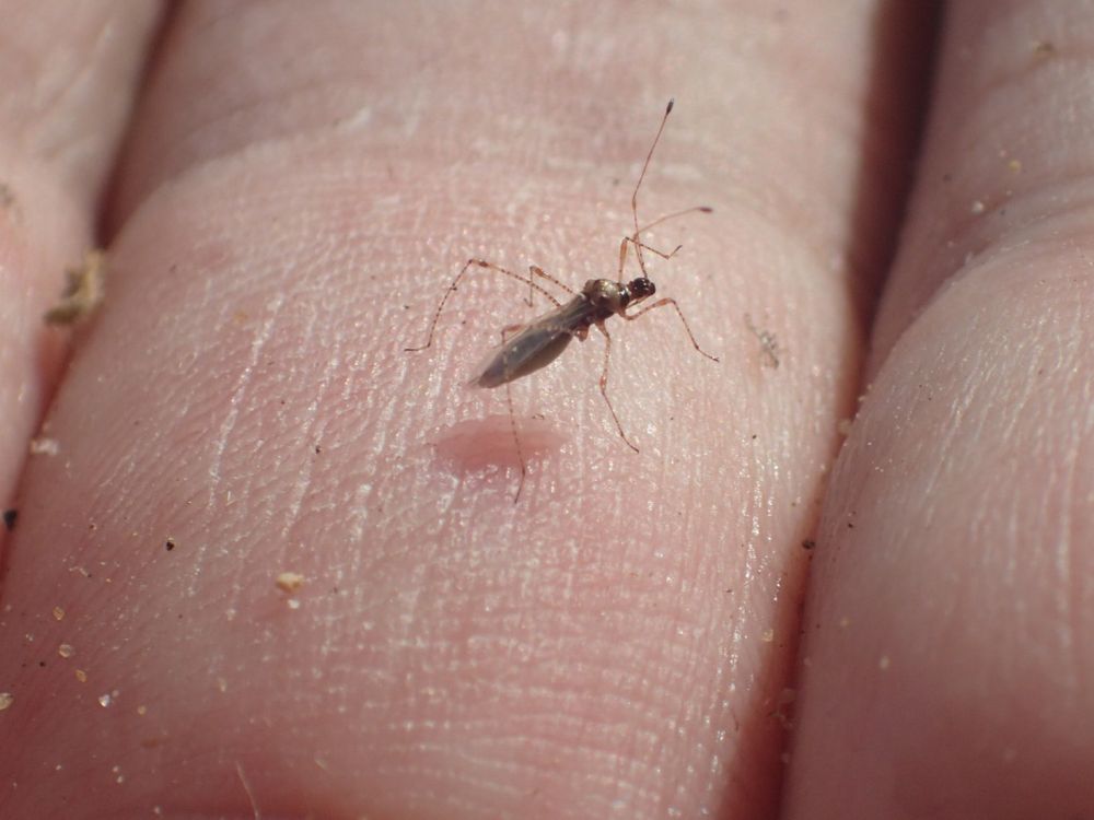 Gampsocoris punctipes, a small stilt bug associated with Rest Harrow, walking across a finger.