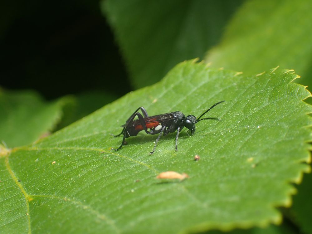 A photo of a sawlfy on a green leaf. The saefly is mostly black but with a large red band around the body and some white on the hind femur.