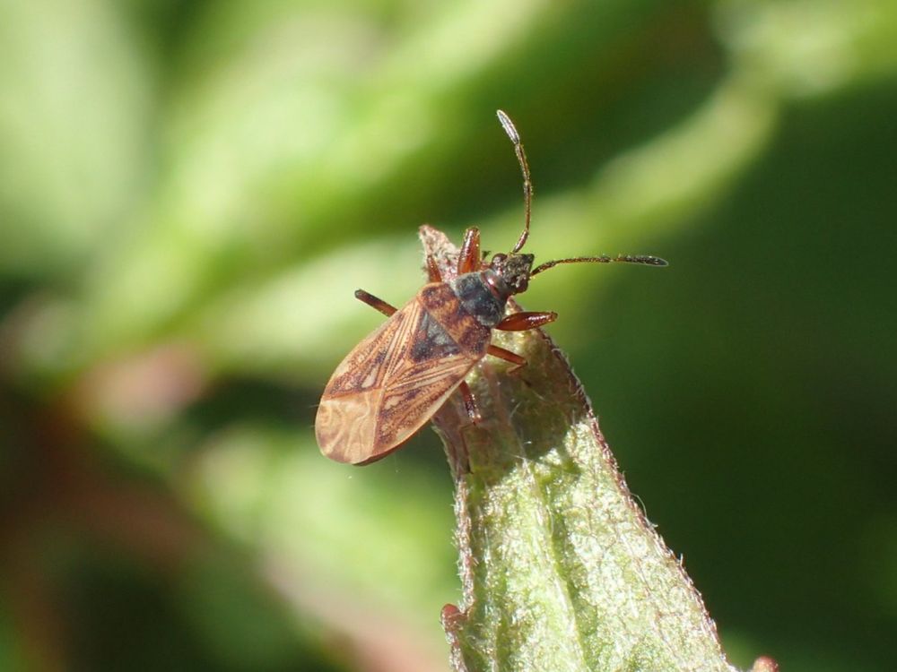 A reddish-brown coloured groundbug (Pachybrachius fracticollis) on the end of a leaf. The background is out of focus.