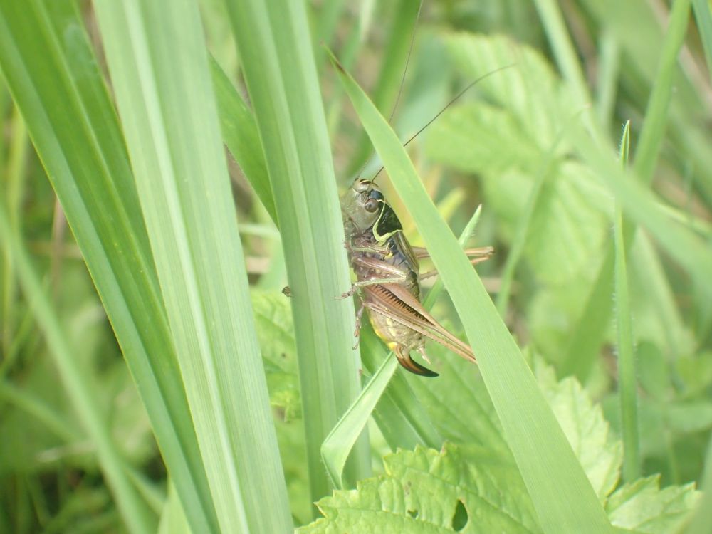 A female Roesel's Bush-cricket on a sedge stem, with several other stems partly obscurring it.