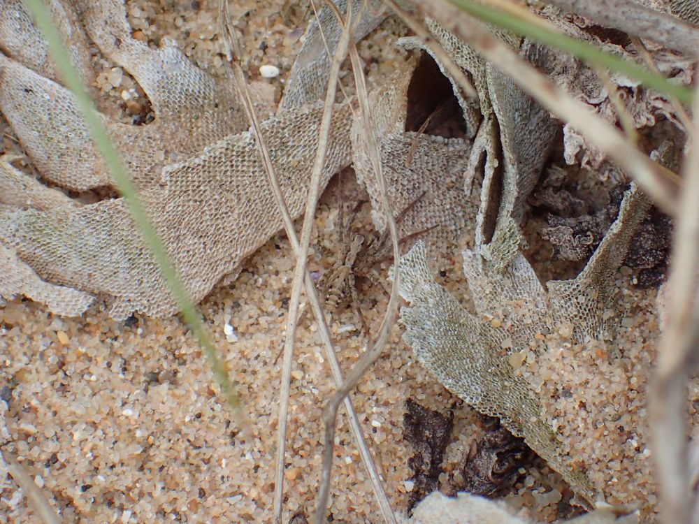 A spider blending in with sand and buff-coloured seaweed
