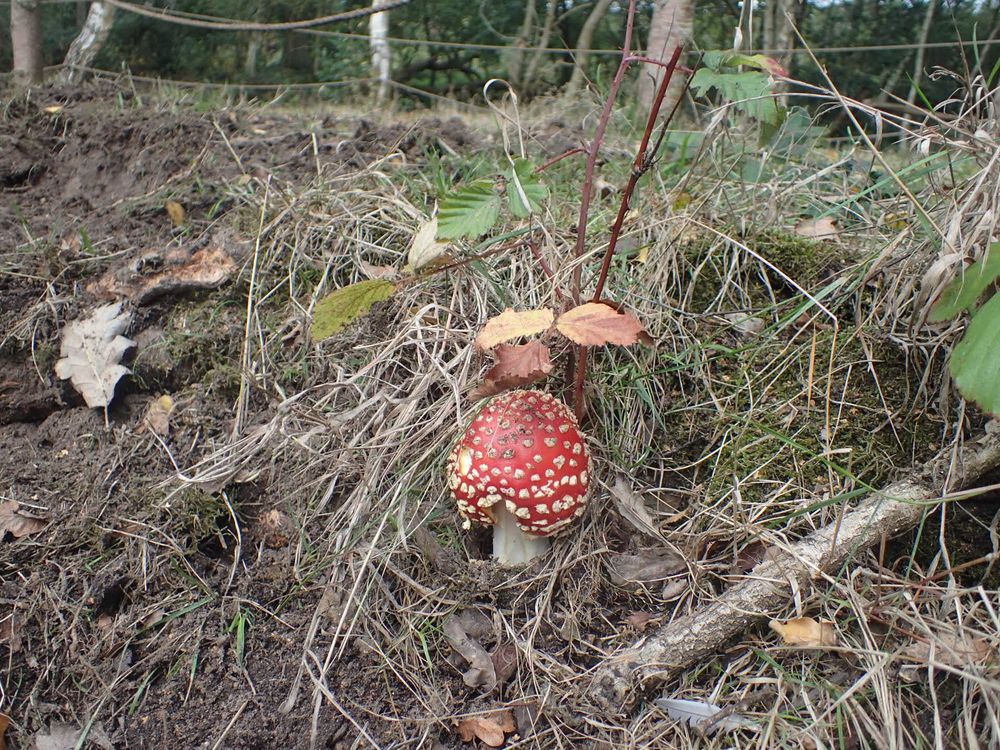 A Fly Agaric, a fungus with a red cap covered in white flecks. It is growing out of a bank with dead grasses and some green moss.