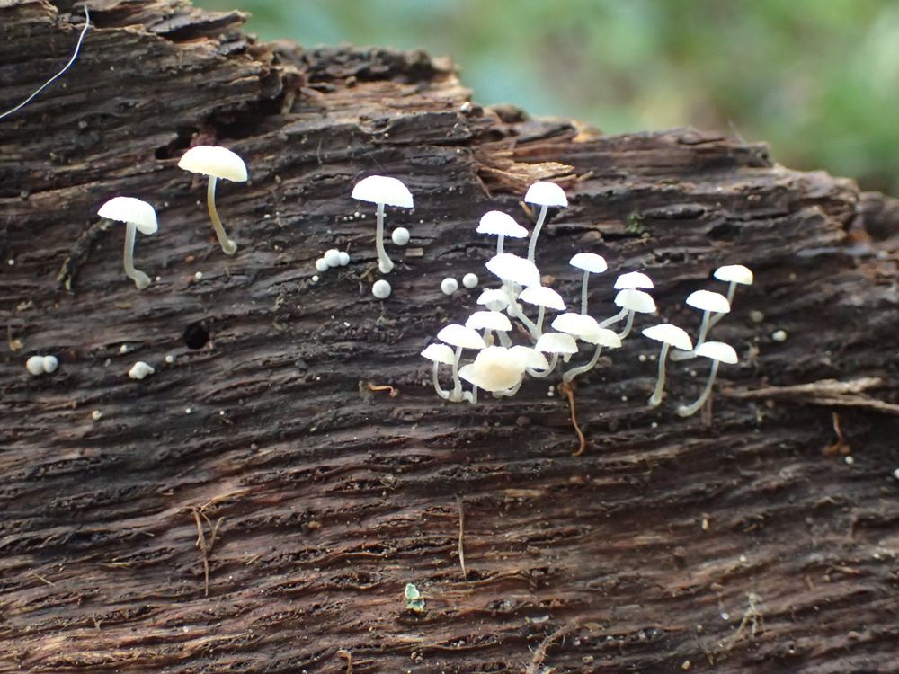 A group of small white Mycena species growing out of the side of a large piece of dead wood.