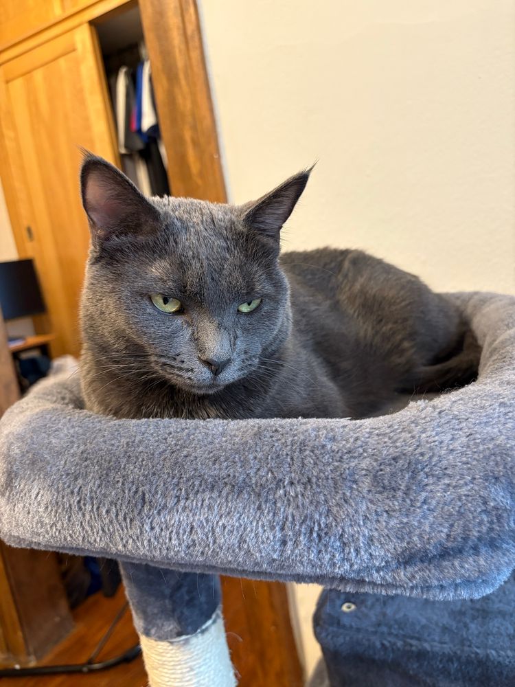 Gray cat looking annoyed