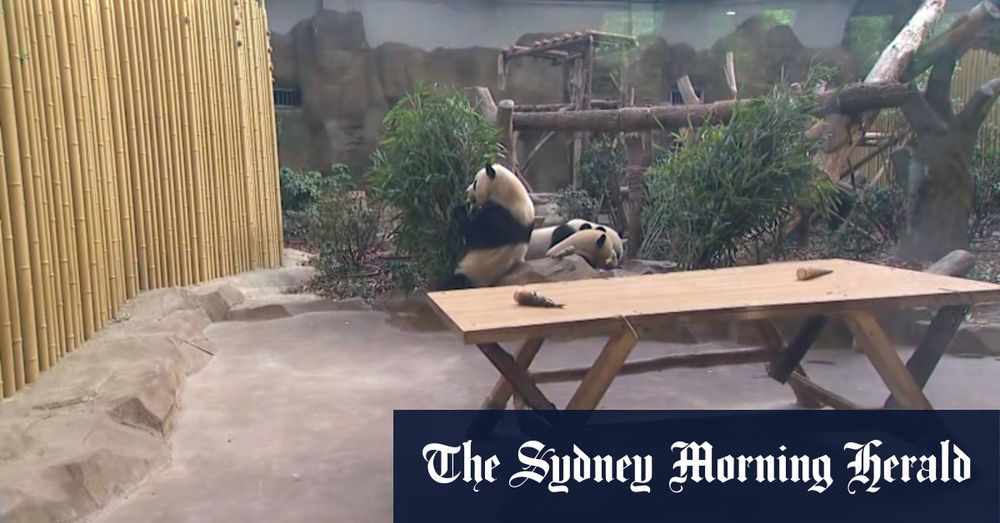 Anthony Albanese visits the pandas