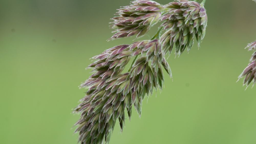 Zoom on a simple ear of orchard grass. The colors are a blend of green and purple