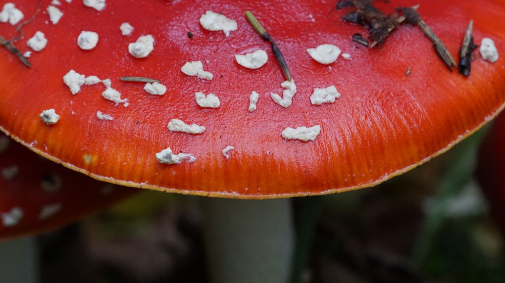 Close-up of a toadstool made gleamy by morning dew