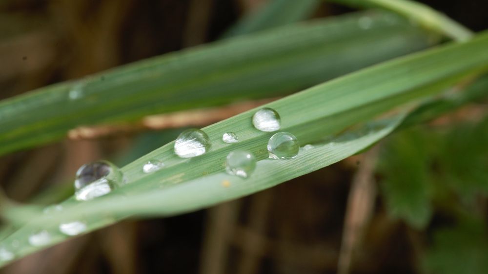 Macro shot of raindrops on a fine blade of grass