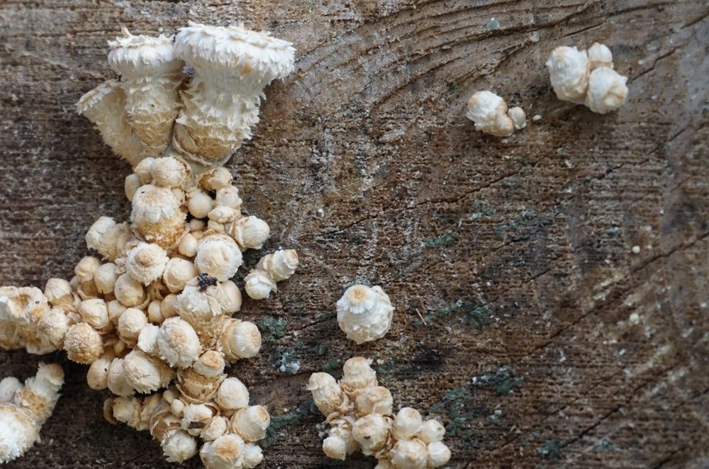 Picture of super young Pholiota squarrosa starting to grow on a huge cutted tree trunk. They are very close together and creamy white
