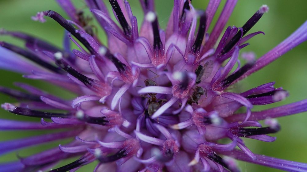 Close-up shot of a Centaurea montana being inhabited by a family of ants. The flower is a nice shade of purple and violet. Two ants can be seen wandering between the stamens