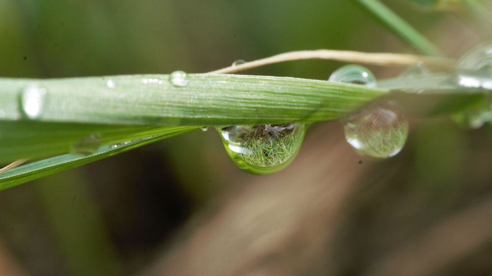 Super close-up shot of a water droplet hanging from a thin blade of grass. It's possible to see the reflection of the landscape in the droplet