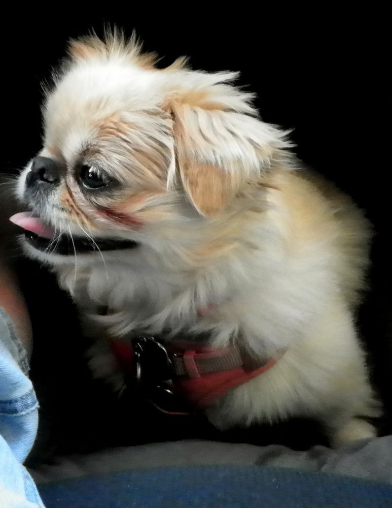 Sparrow October 2022