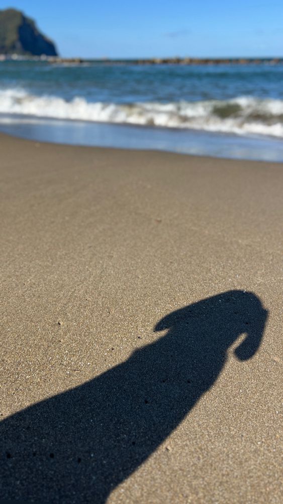 Labrador at the beach 
