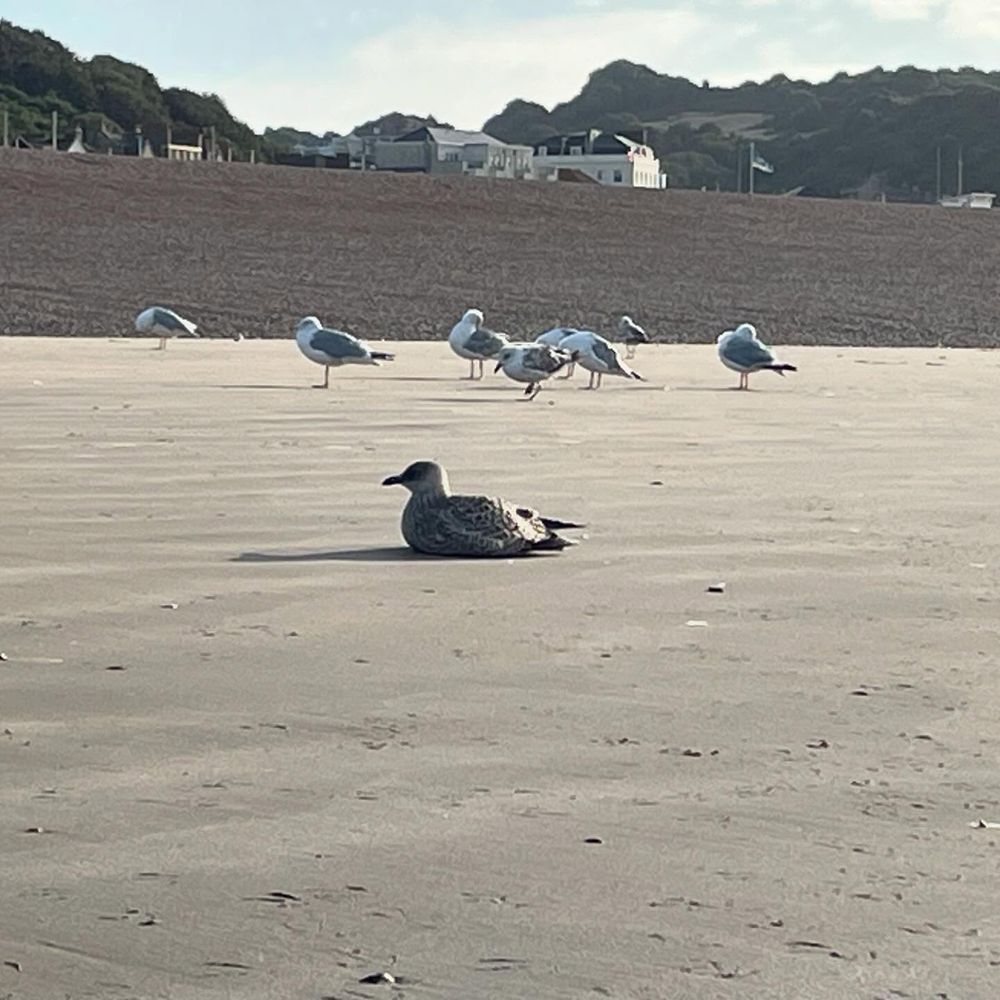 Seagull chick sitting loafed on the flat sand, whilst behind it some older seagulls mill about a bit. Behind them the shingle beach rises, obscuring all but the tops of the buildings and the hills on land.