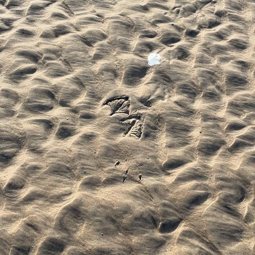 Two seagull footprints in the wet sand with one drop of seagull shit showing what it did while it was there.