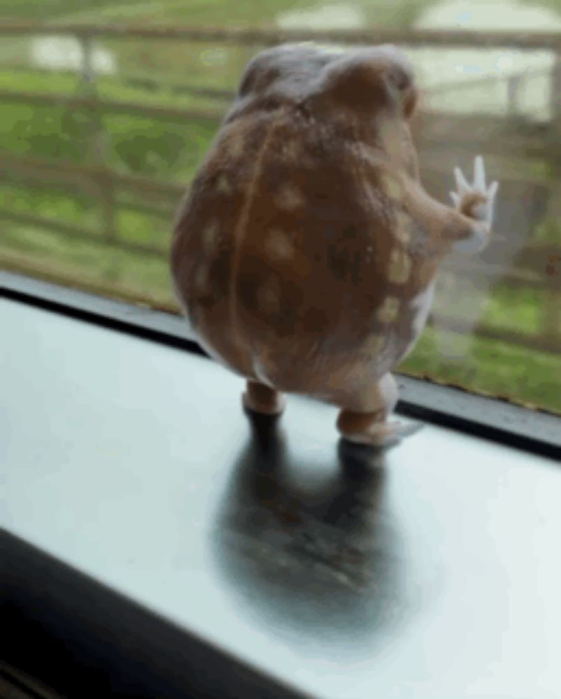 a frog is standing on a window sill looking out