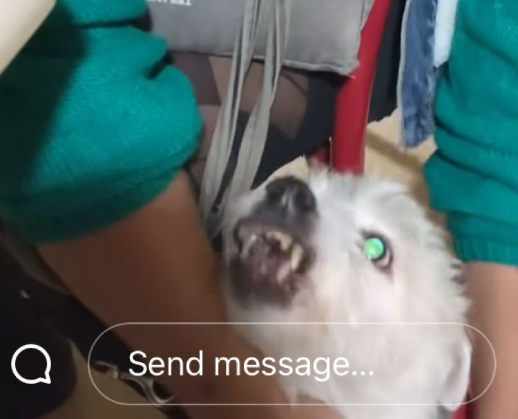 a blurry image of a white dog seeming to snarl and jerk, the eye is shining oddly in the flash of the camera