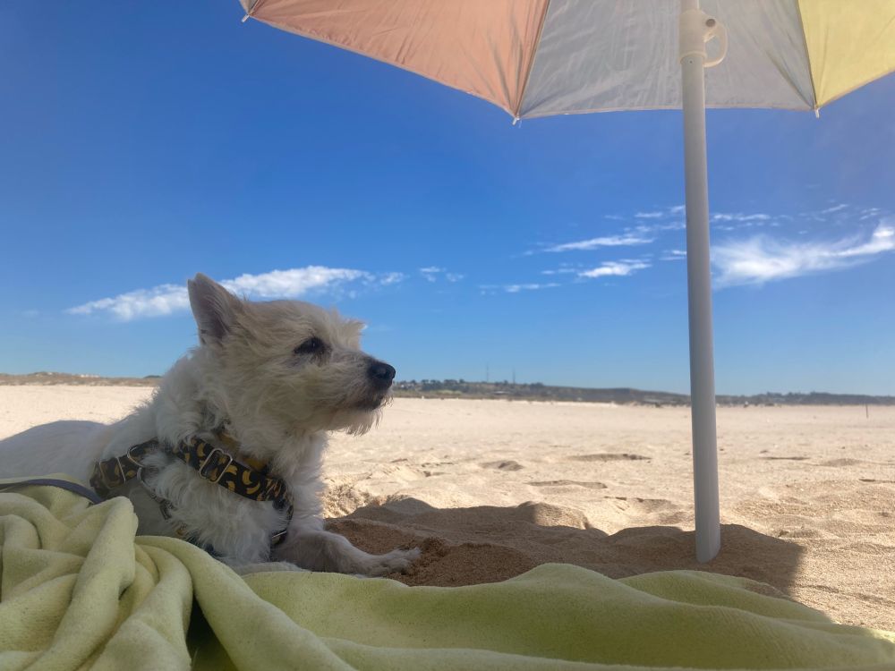 a white fizzy dog is laying with its head up, alert, on a green beach towel. the dog and the towel are in the shade of a beach umbrella, and around them the sky and the sand are bright