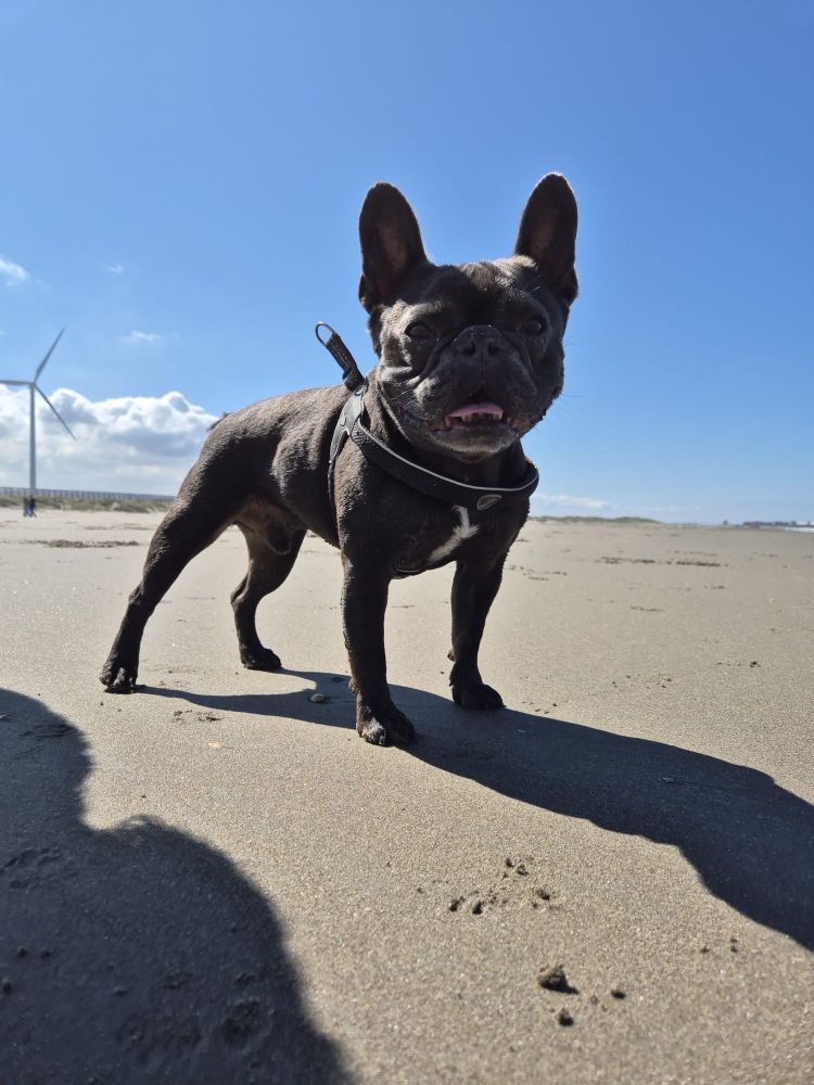 A happy, lean, black French Bulldog poses stood on all paws at the beach. Ears pricked and mouth slightly open. He is wearing a harness but is off lead. 
