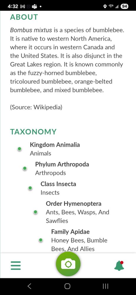 Text describing Bombus mixtus, the fuzzy horned bumblebee.