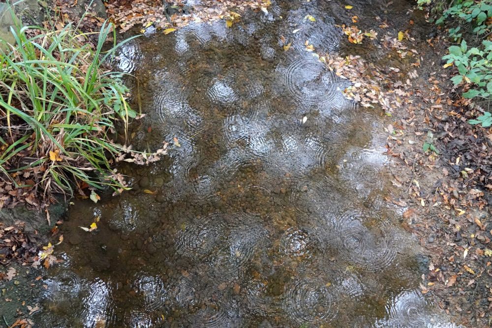 Looking down on a shallow stream, there are many ripples in the water from raindrops.