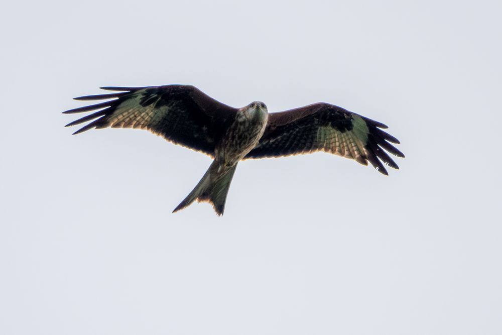 A red kite in flight, photoed from below