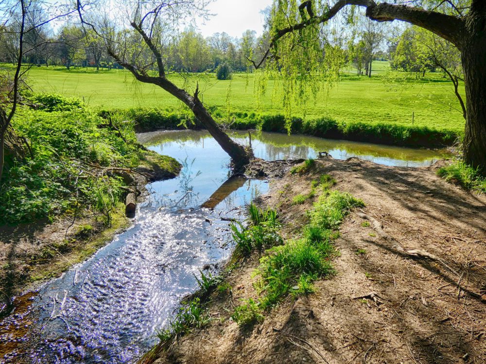 A river makes an L shaped bend, with a tree diagonally sticking up from the inside corner. Bright sunlight shines down on the river and the grassy area beyond it.