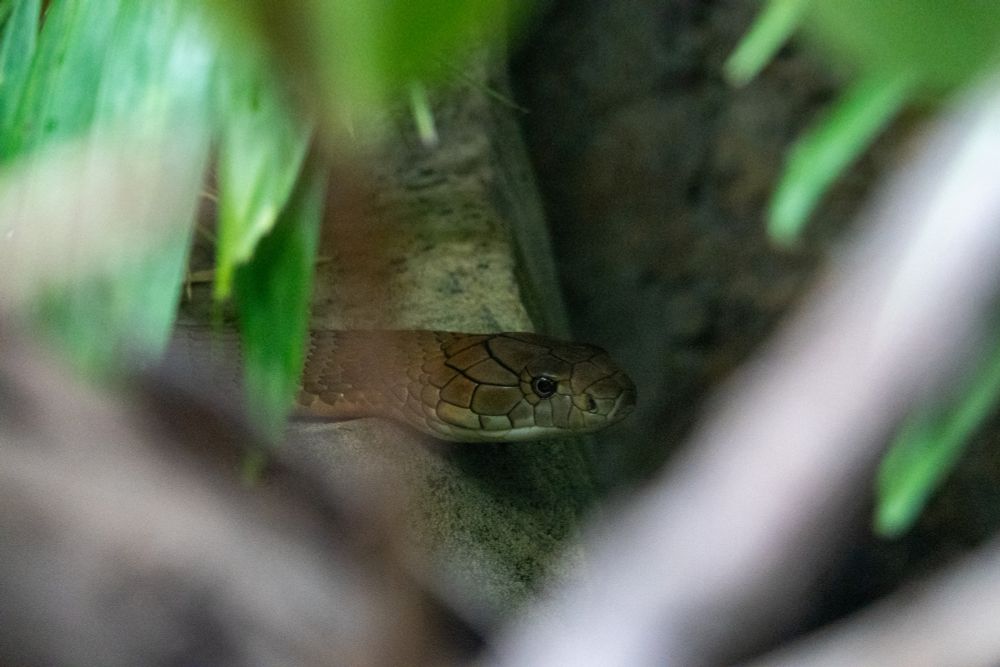 A green snake is sticking it's head over the edge of a rock, it is seen through a gap between leaves.