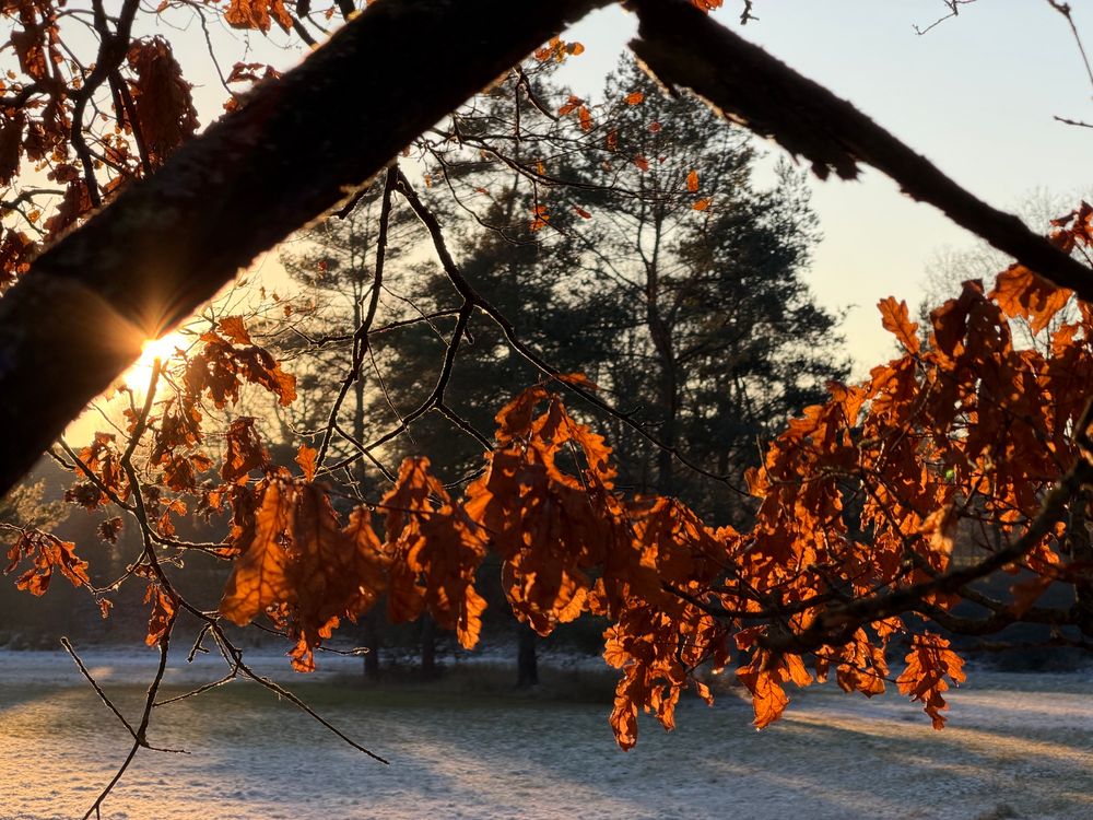 Abendstimmung. Kurz vor Sonnenuntergang. Laub im Vordergrund, welches durch die darauffallenden Sonnenstrahlen orangefarben leuchtet. Die Wiese ist gefroren. 