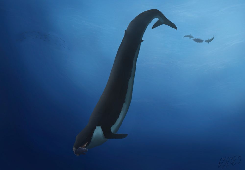 Basilosaurus isis with the beheaded head of a Moeritherium, with a couple of curious sharks feasting on its carcass from the surface.