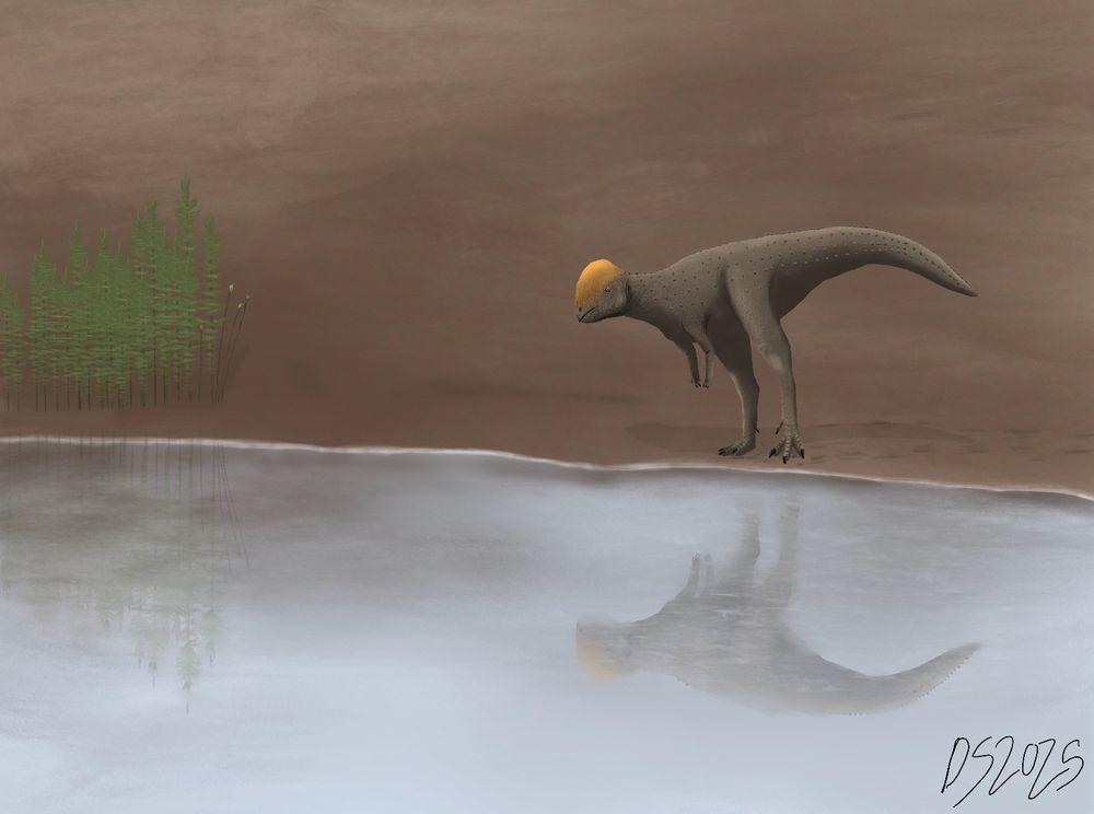 Zavacephale, an early Cretaceous pachycephalosaur, walking nearby a body of water, while on the lookout for danger. Nearby are some horsetail plants. 