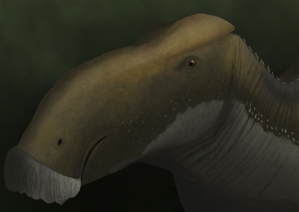 Brachylophosaurus up close. 