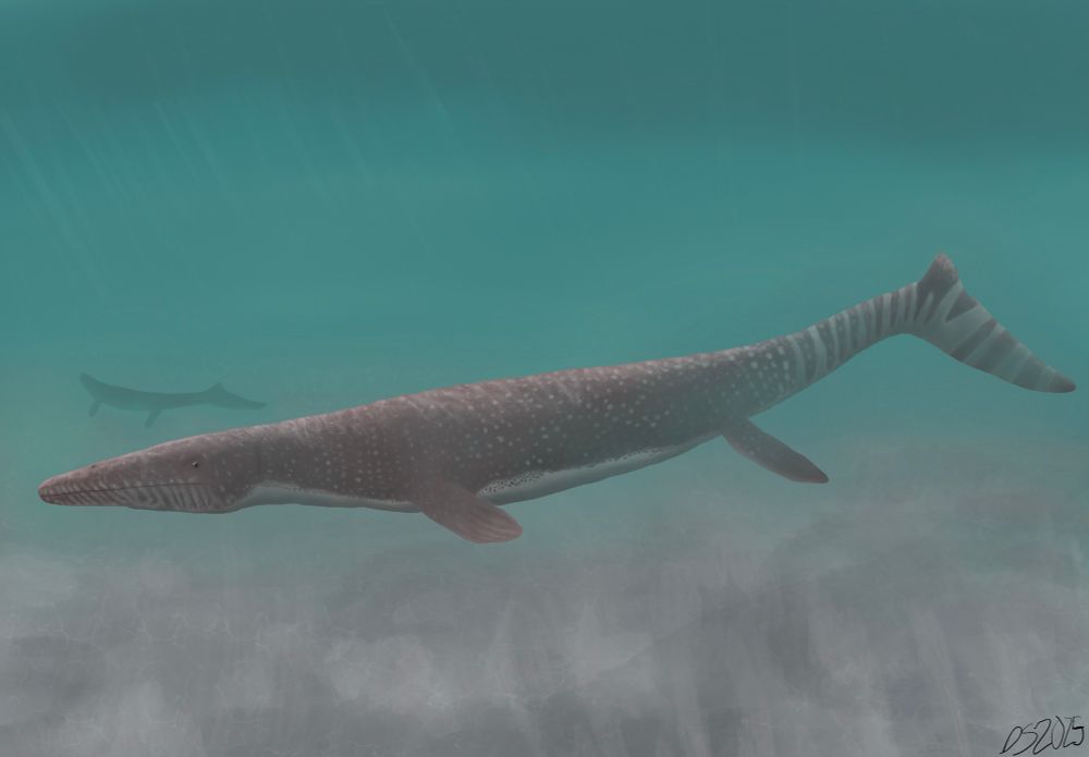 Artwork of the small mosasaur, Halisaurus arambourgi, swimming around the late Cretaceous shallow seas. Made in Procreate